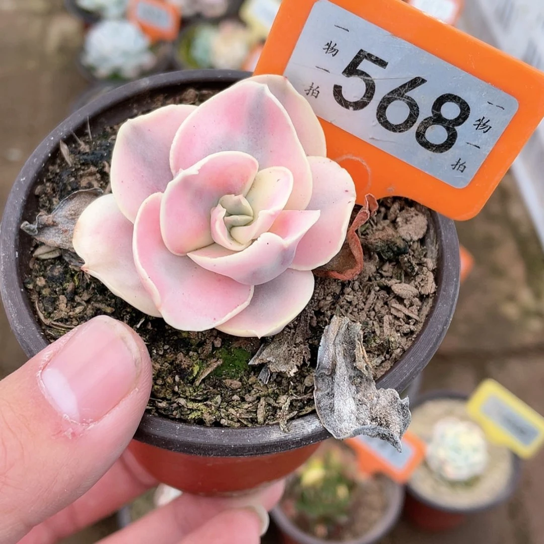 【闪购商品】568号