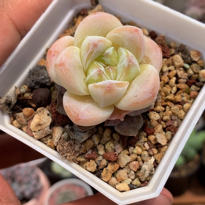 精控雪媚娘一物一拍