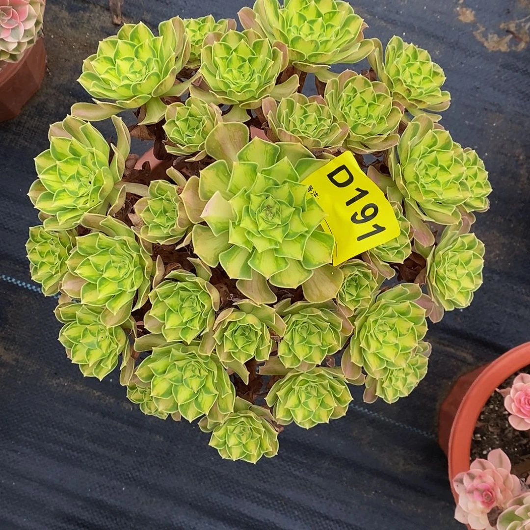 191韶华55555555555