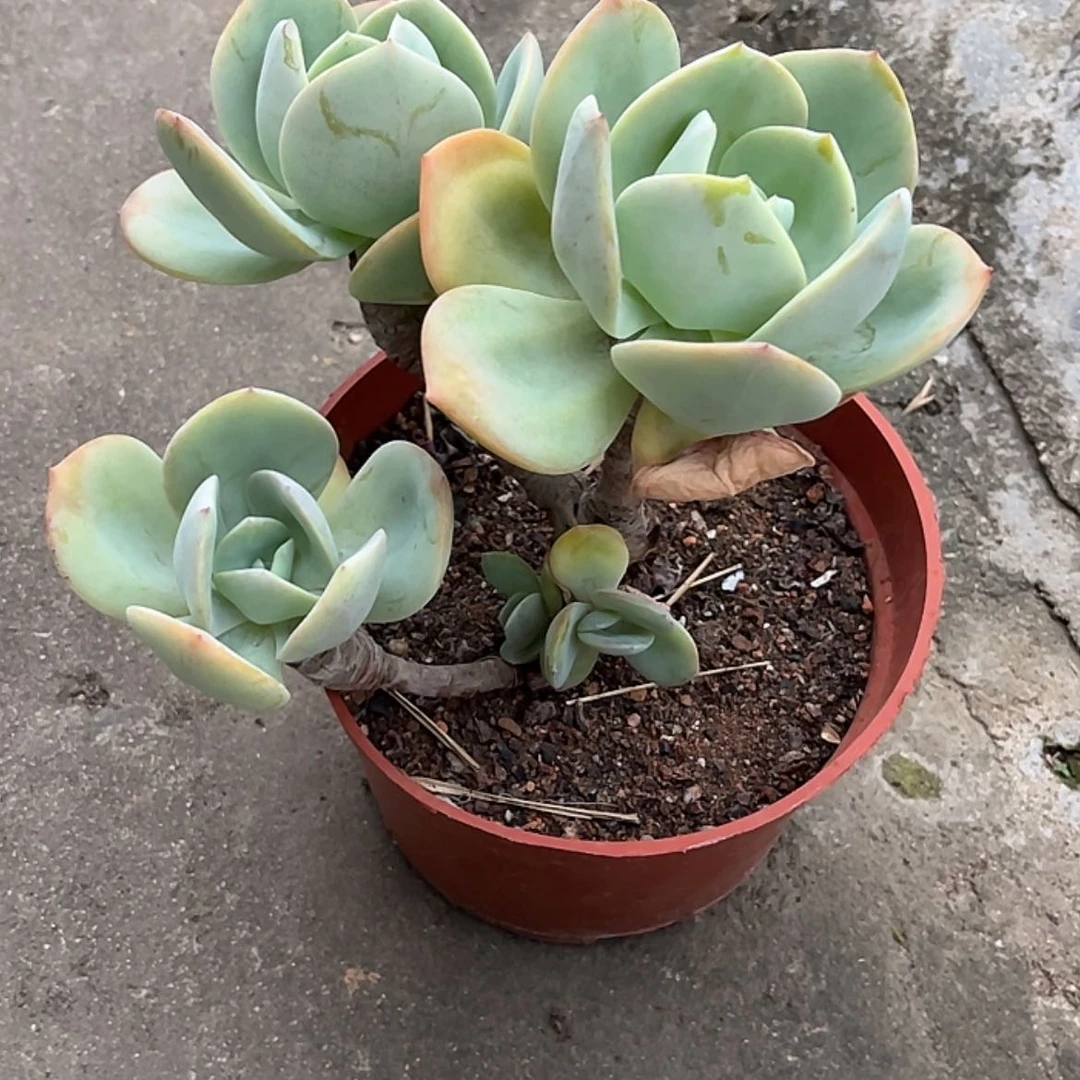 【闪购商品】无花朵?****好