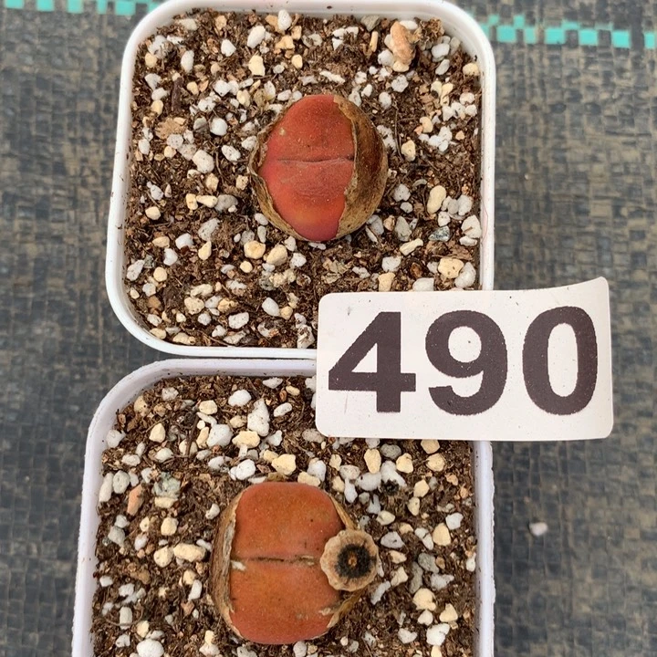 490蟠桃母本有伤