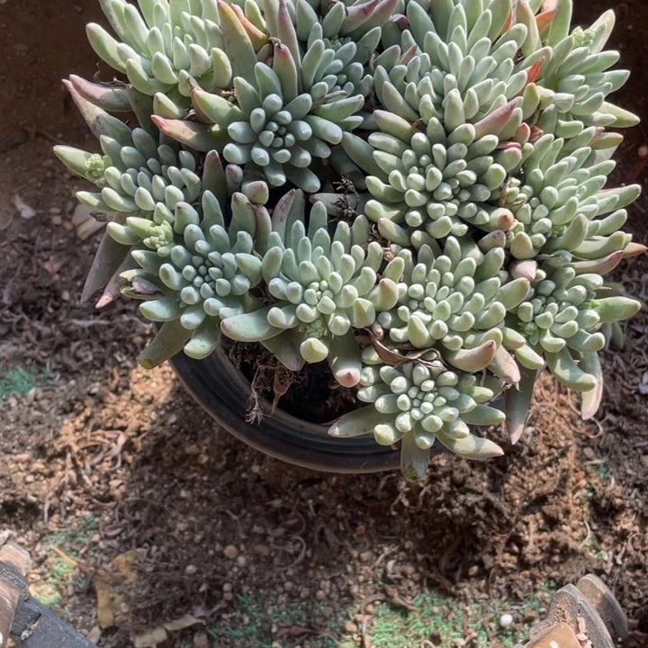 唐****姐596号雪花多肉植物