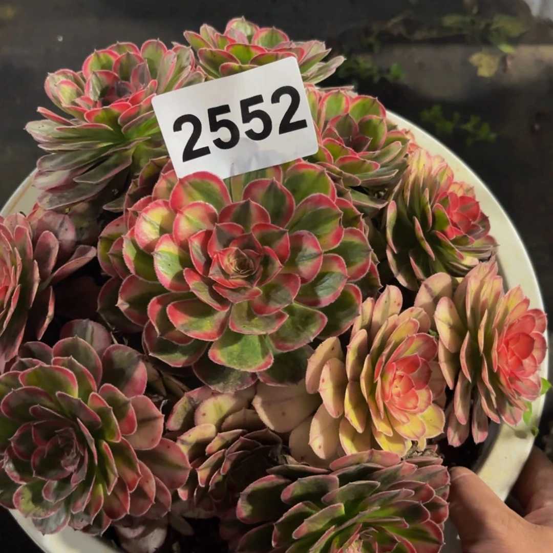 2552多肉植物海神