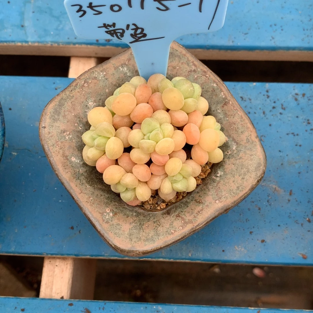 爱****人350115-17泡泡糖带盆