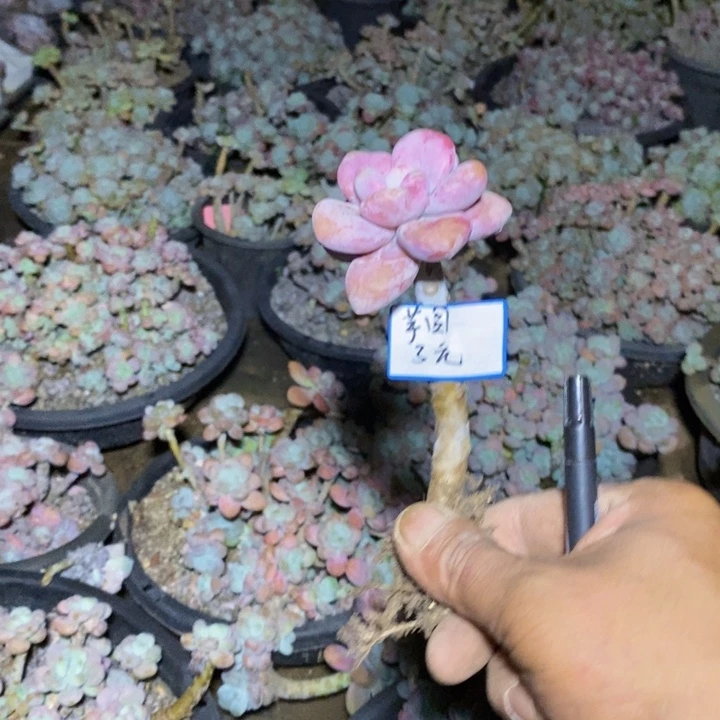 芋***糖一物一拍一物一拍