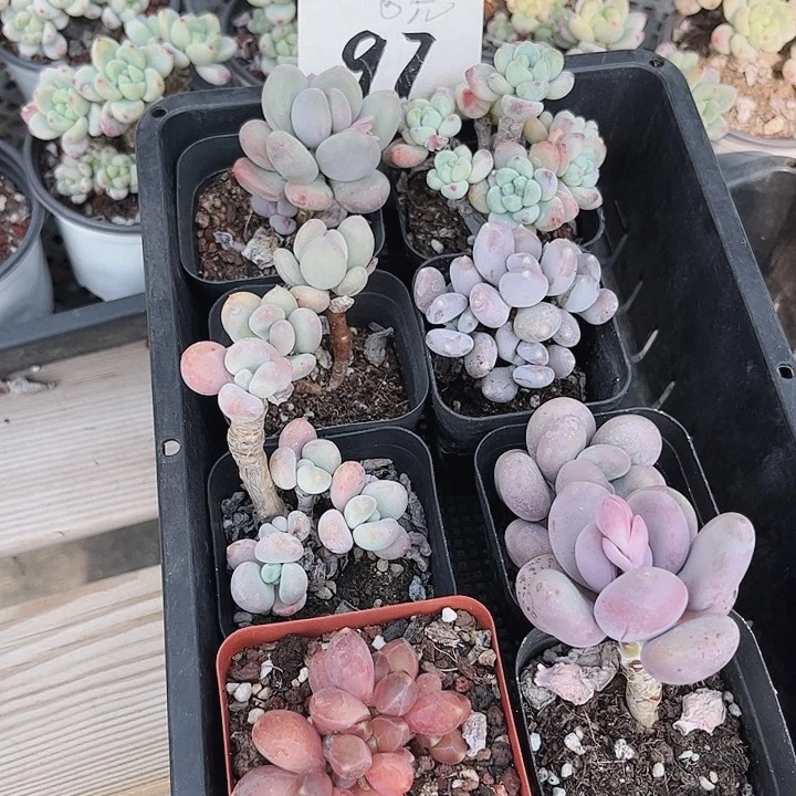 媛*97密密麻麻买买买