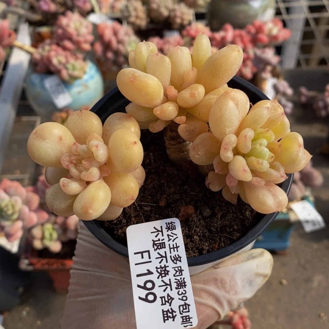 比尔盖茨199/9c m