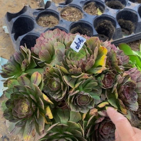 万拉丝多肉植物一物一拍26多肉