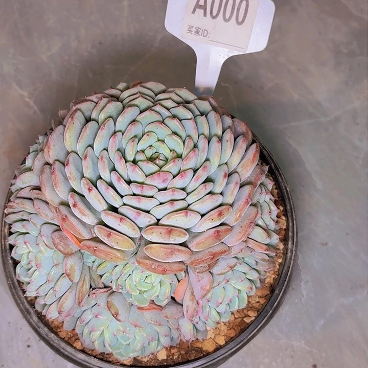 乐*卢白胖子一物一拍A000