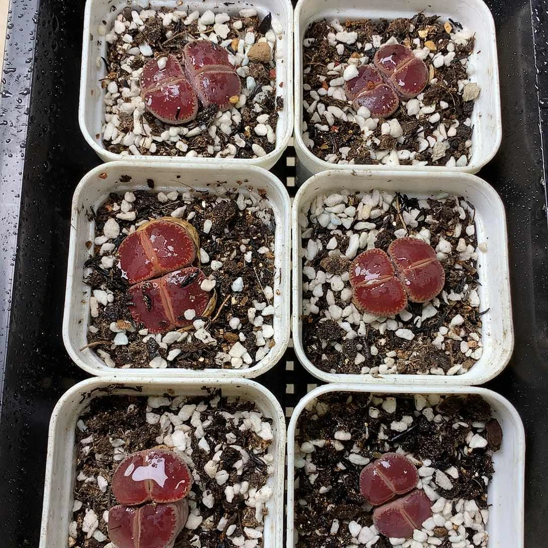 G338多肉植物保护