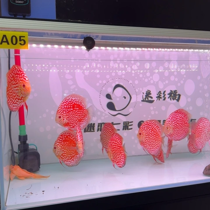 七彩神仙鱼迷彩福高端七彩鸽子