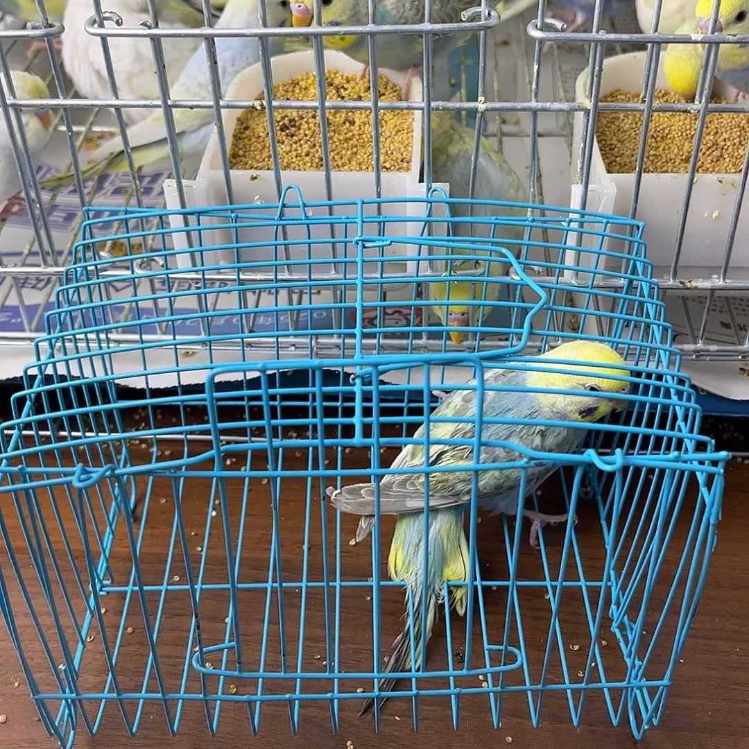 虎皮鹦鹉金彩鹦鹉