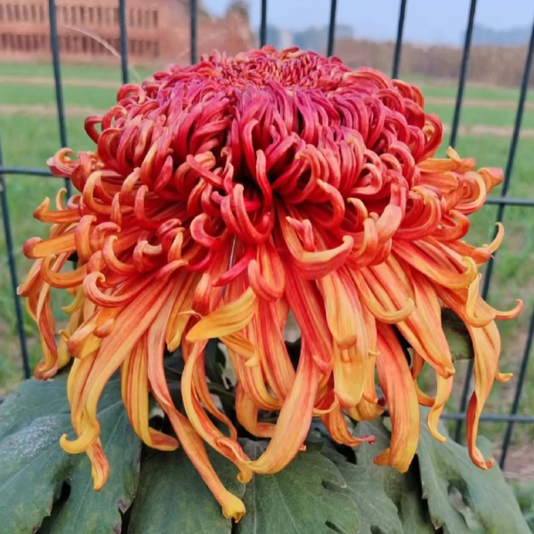 【唐凤天君】九月大菊精品菊花耐寒耐热阳台地栽