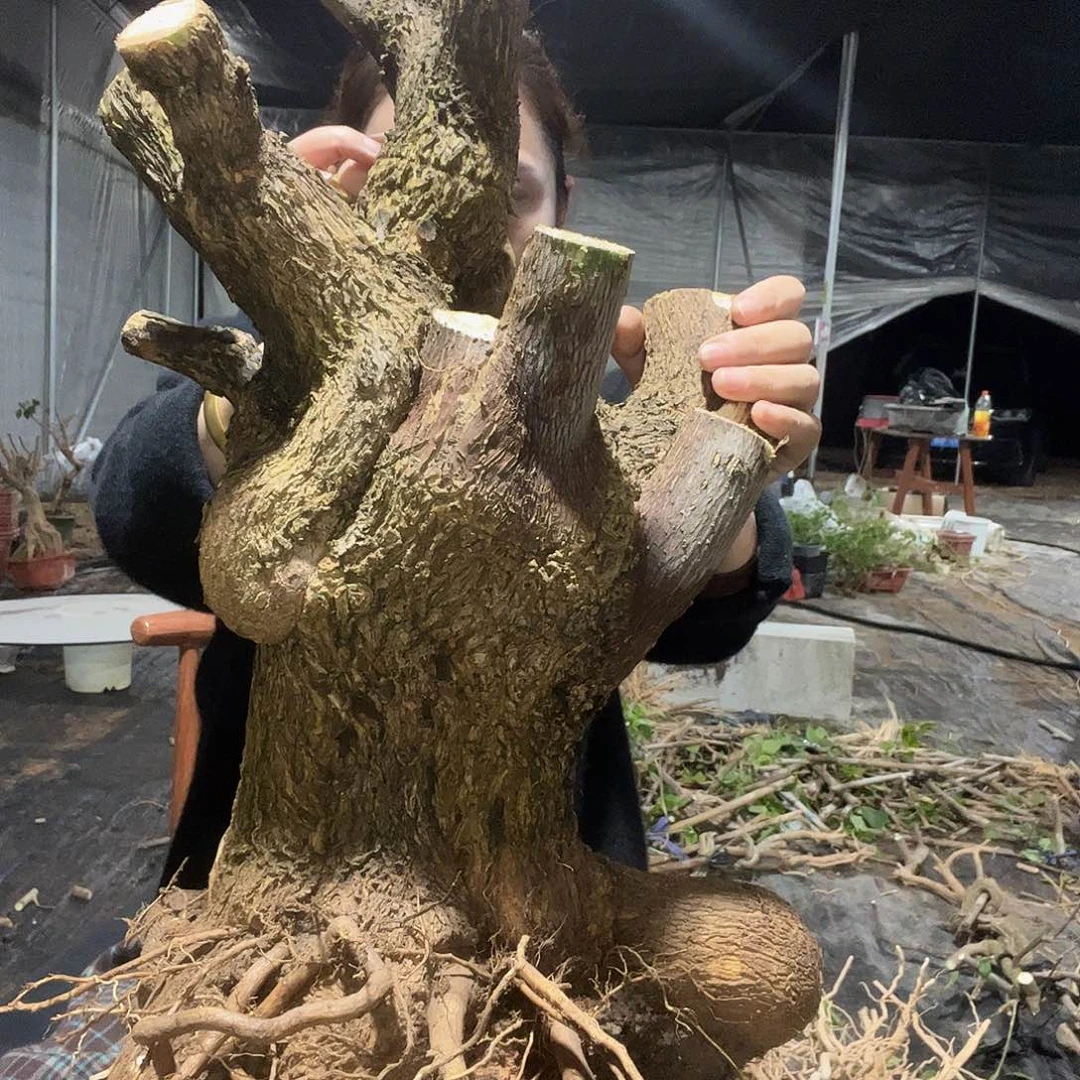 当前无花栽培后可以开花