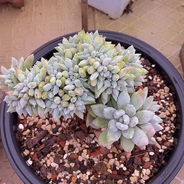 胖美人缀23135多肉植物