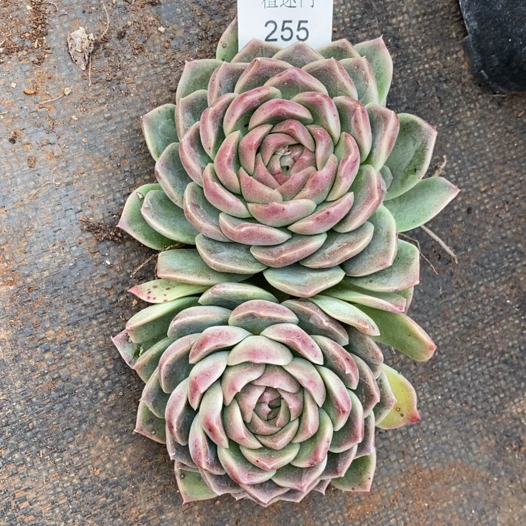 小****)杂交精品多肉255