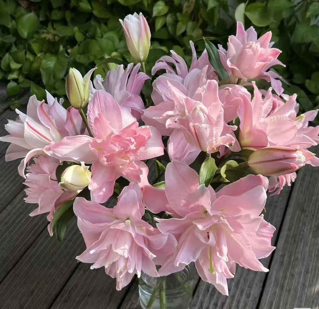 【上海种业】双钻重瓣百合 全店拍2单升级顺丰冷链或德邦空运