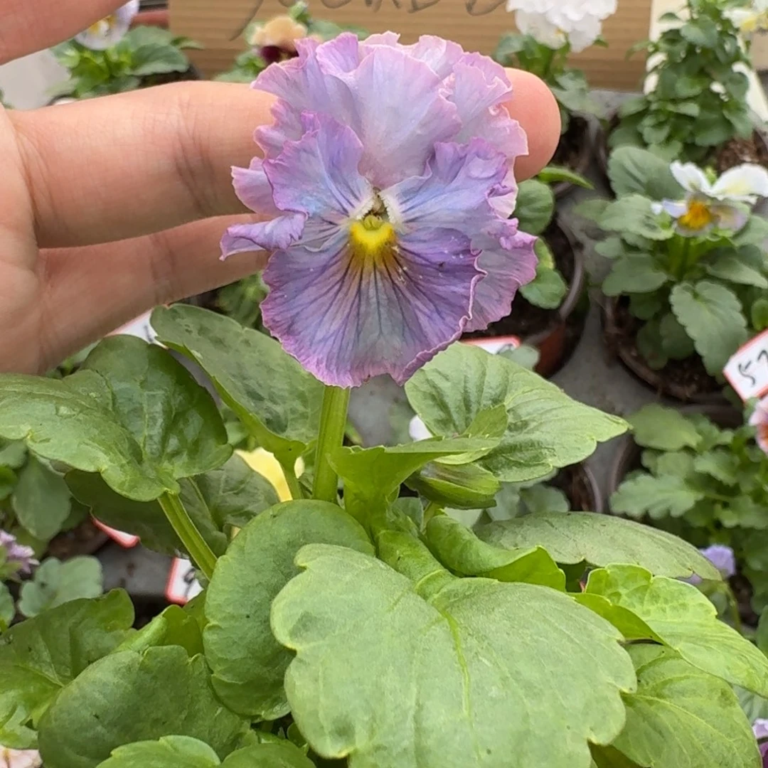 大部分花苞少量开放413