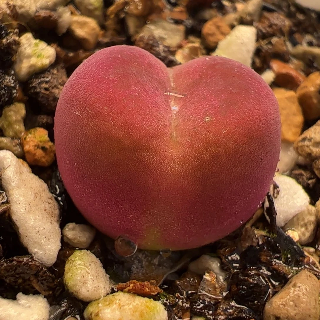 111多肉植物百科