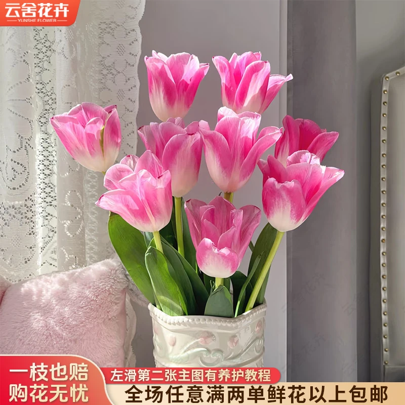 【云舍花卉】【孟菲斯】郁金香 全场任意满两单及以上鲜花包邮发货