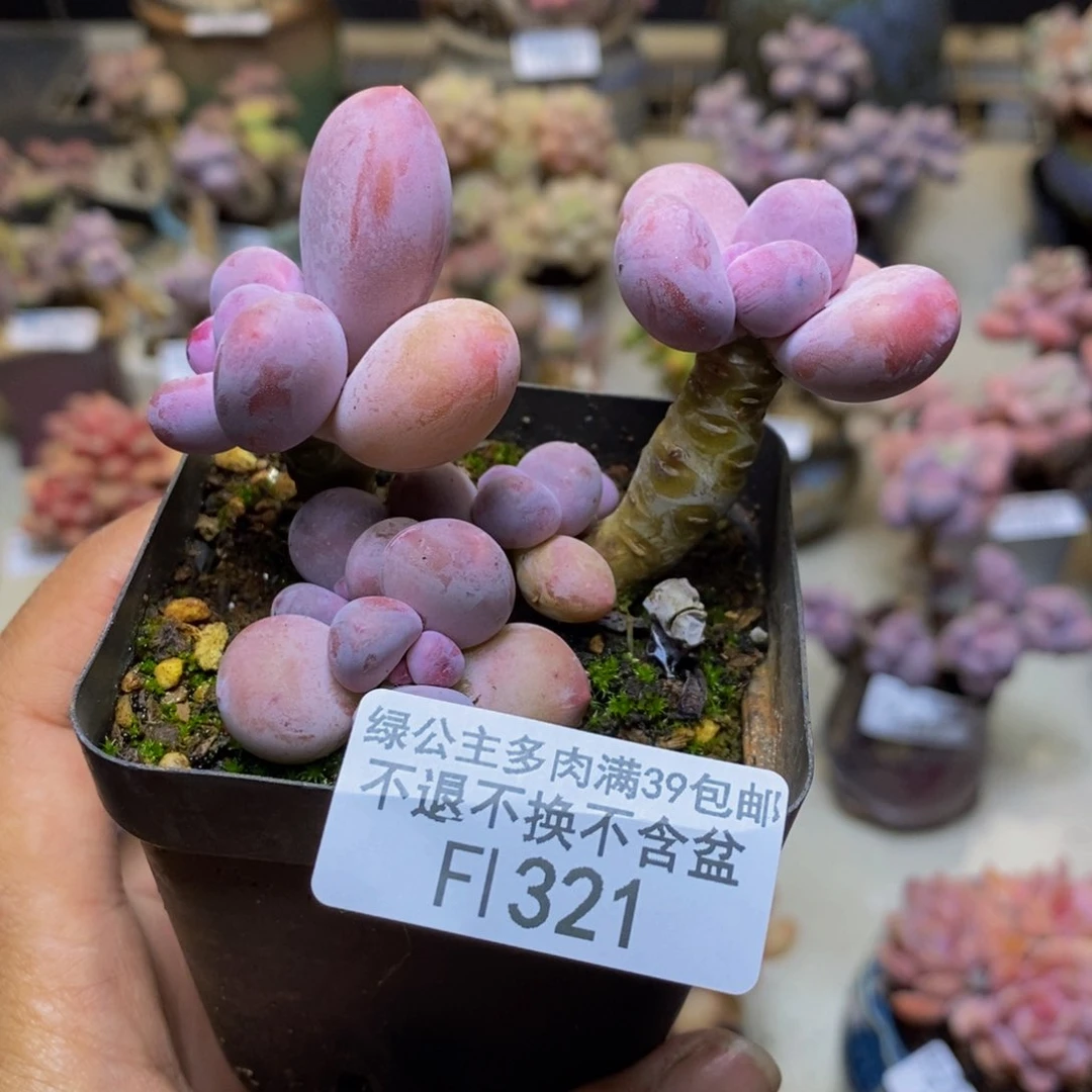 321蛋黄奶多肉6cm