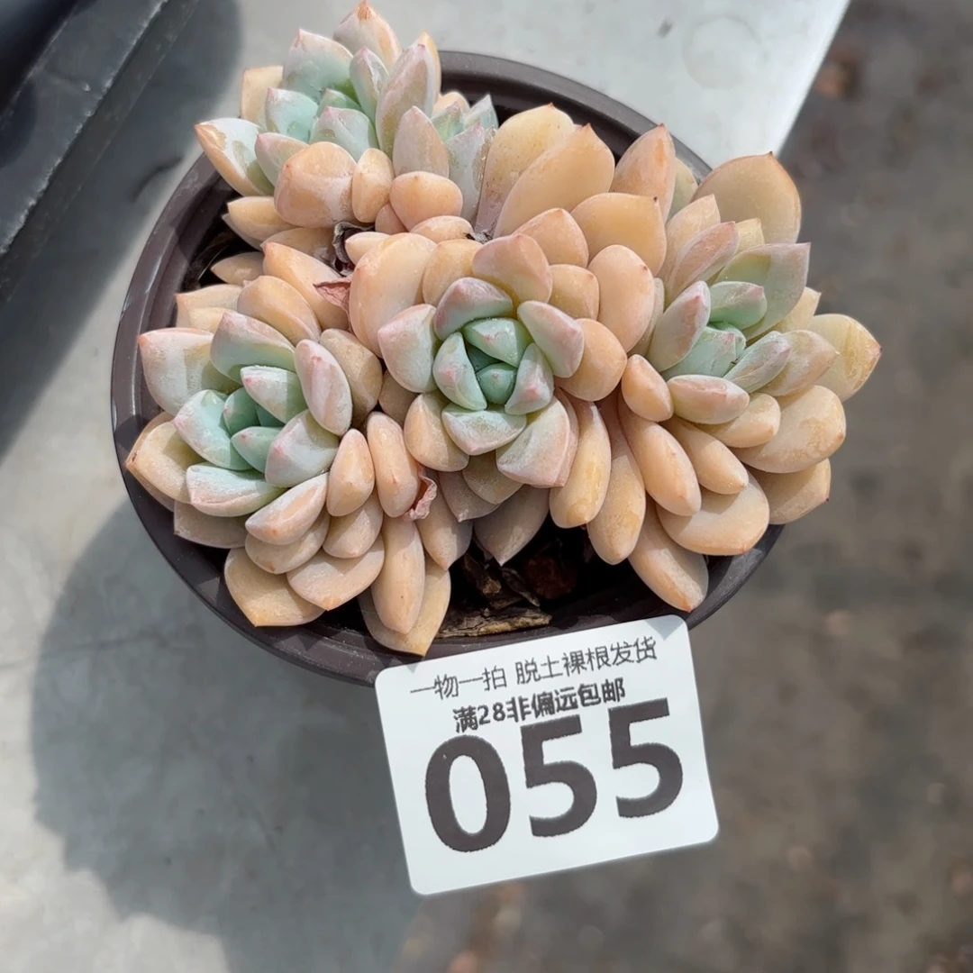 梦之雪老桩无盆土发货