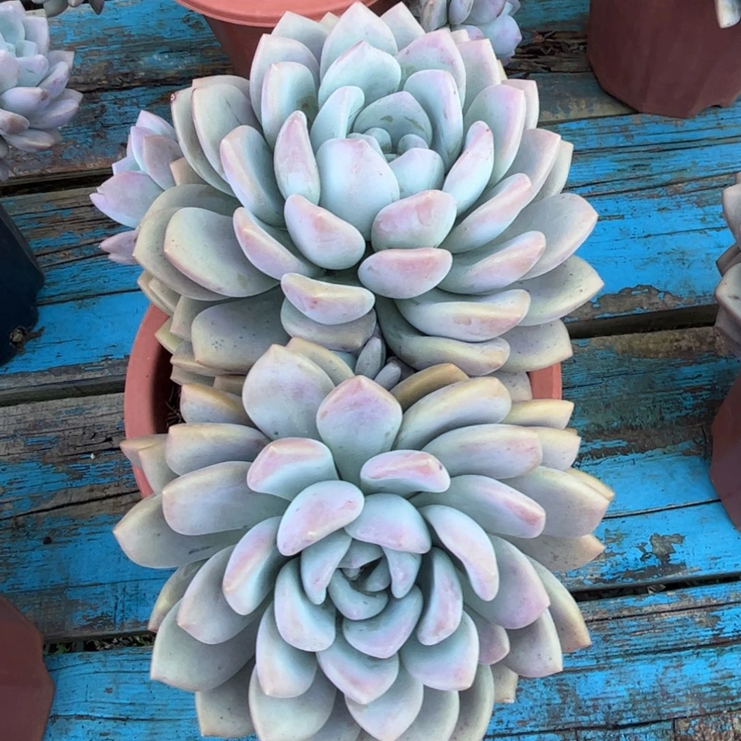 好姑娘多肉园艺，圆叶奥普