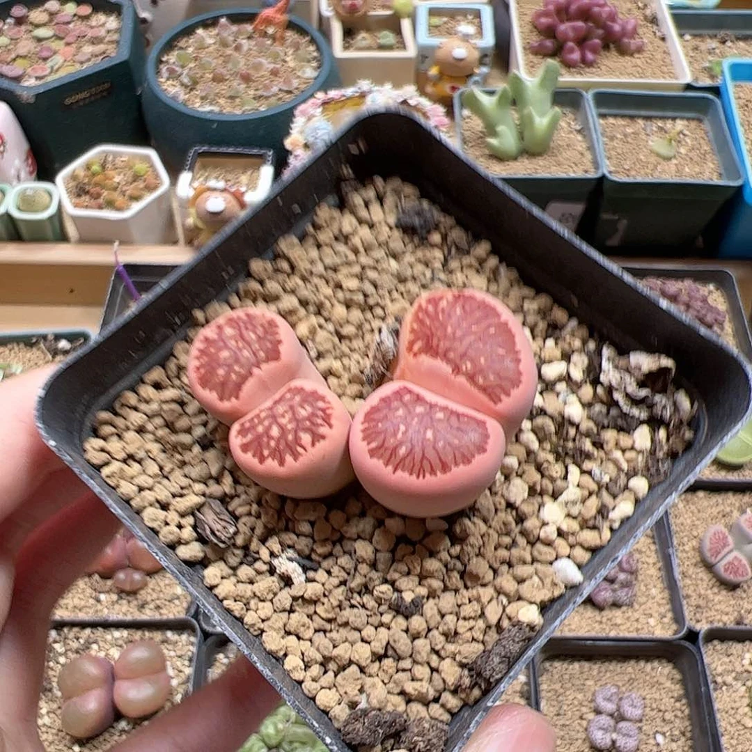 【闪购商品】146 菊锦