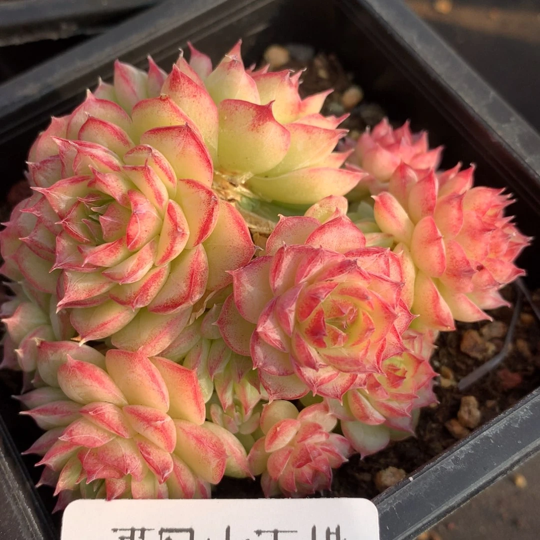 0203-47 女王玫瑰