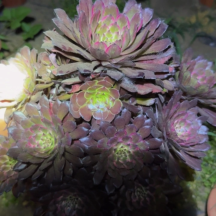 精品紫霞仙子捧花亏本福利