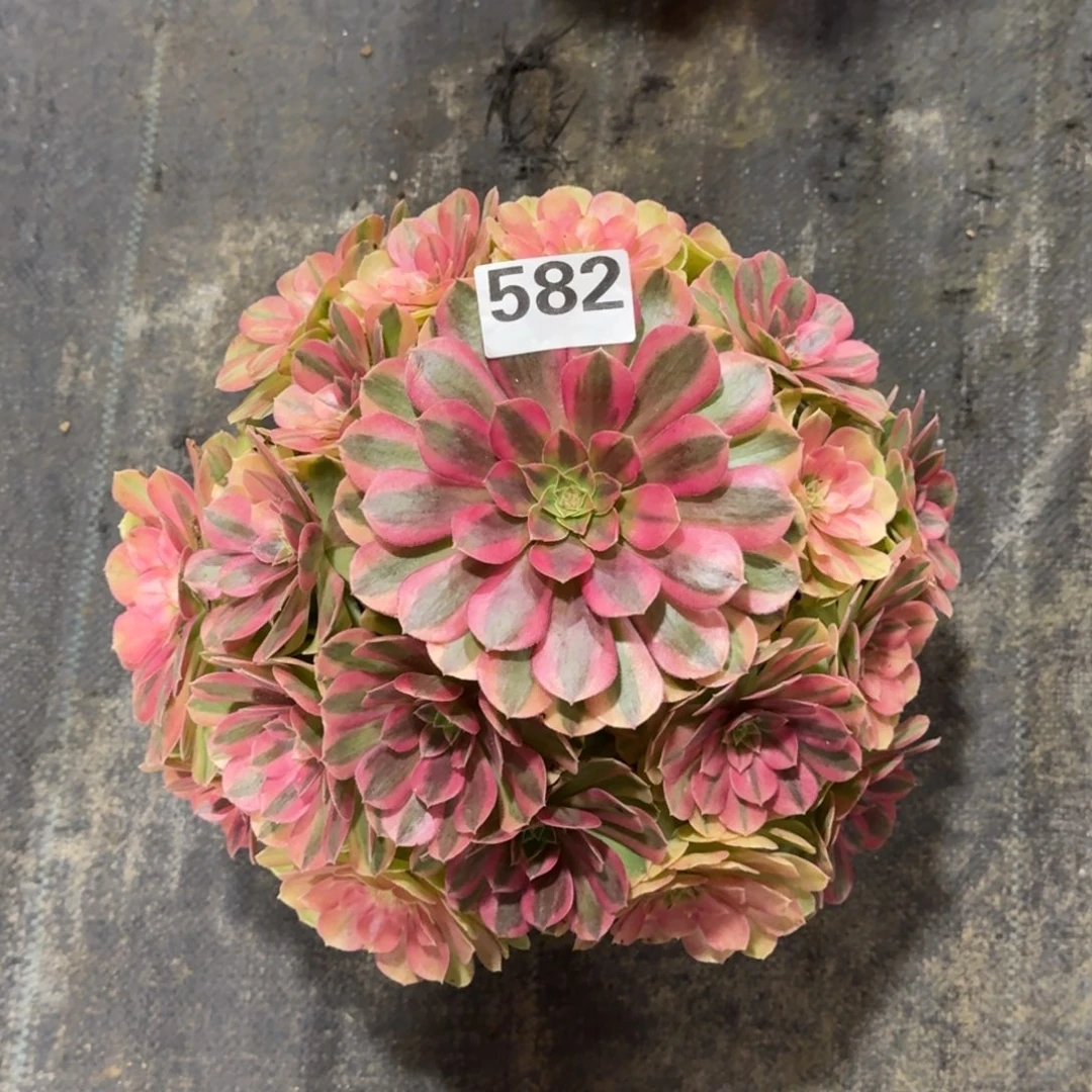 582！雨菏法师多肉植物