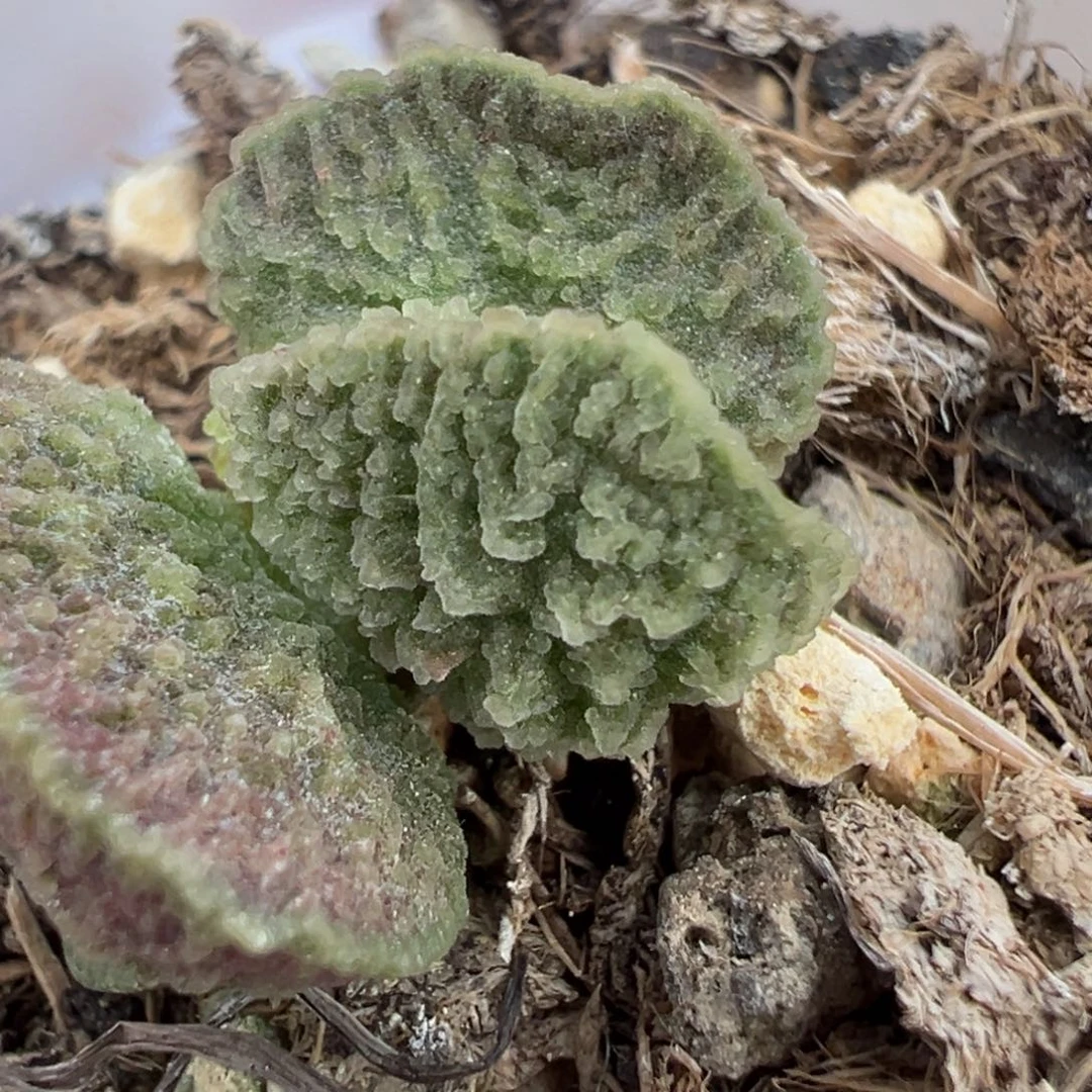 实生新品多肉植物水泡多肉植物