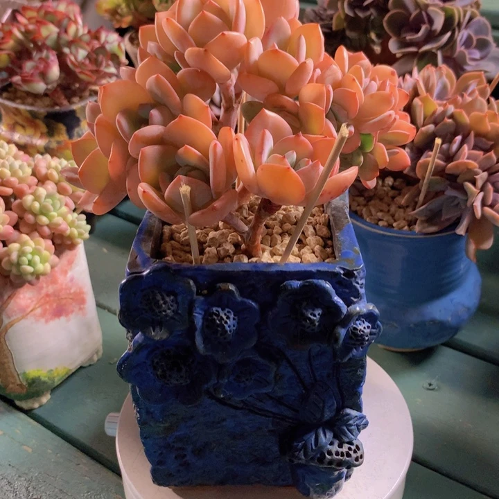 白月光朵朵无砍自然群