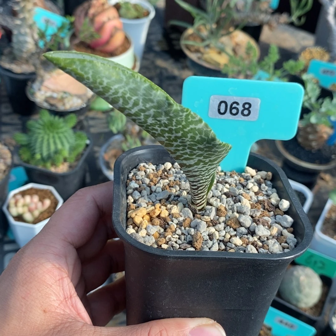 斑马立金华一个多肉