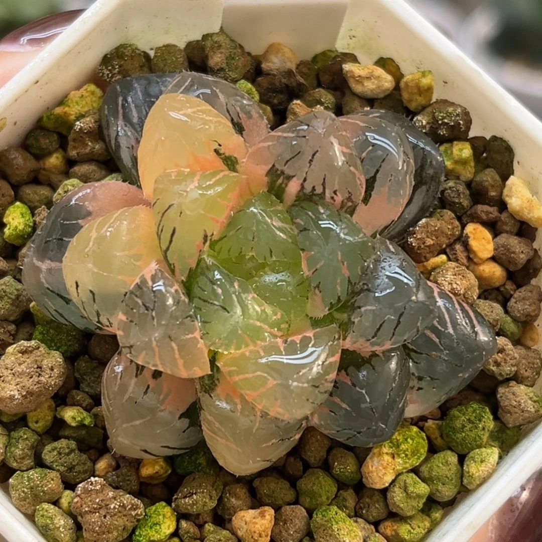 72紫罗兰玉露锦福利专场