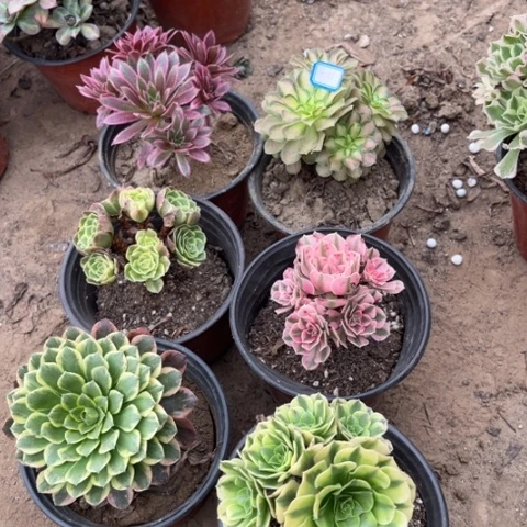 551多肉植物组合，