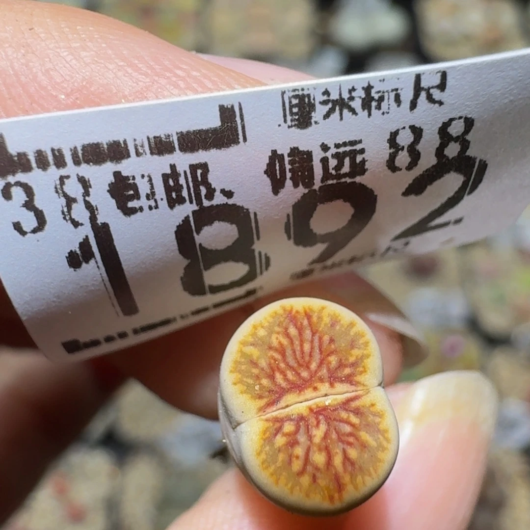 小***乖Ssss精品生石花1892