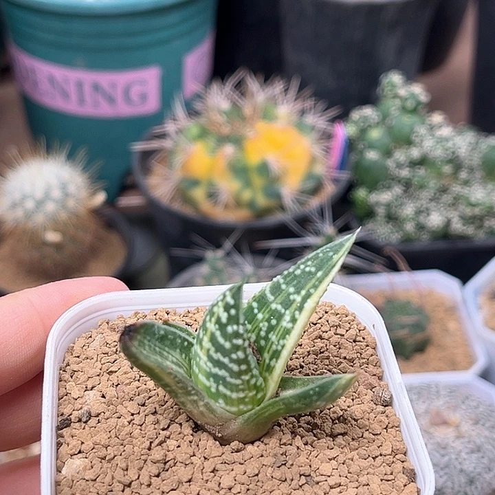无花朵无名锦一颗