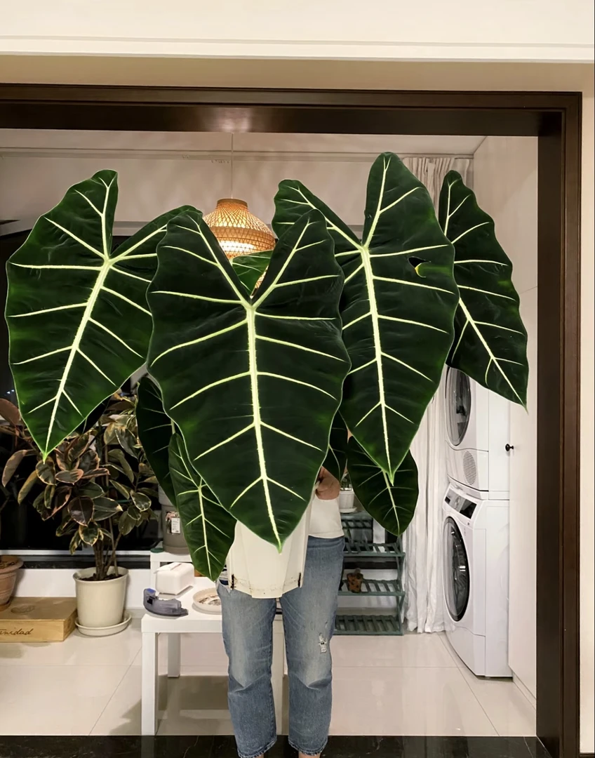 植物时光绿鹅绒海芋盆栽室内高端好养观叶绿植适合办公桌窗台