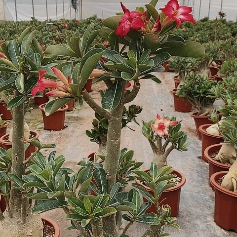 【闪购商品】用****9绿植