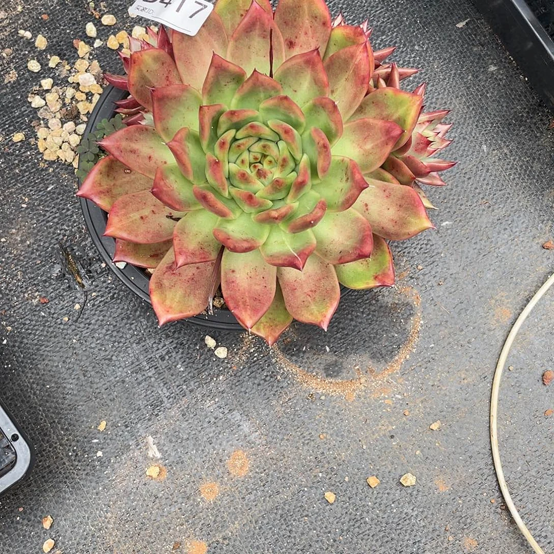 若如东云组拍D417