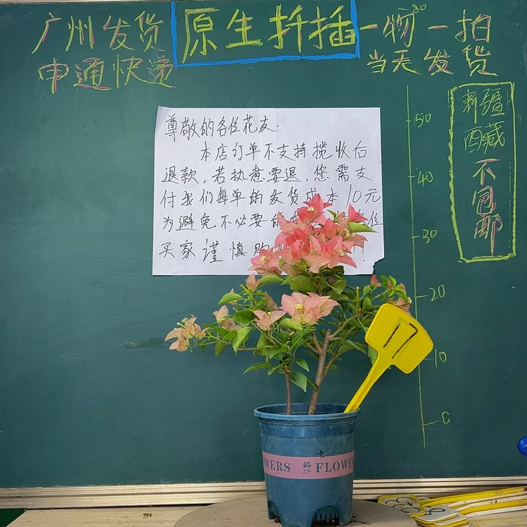 当前无花栽培后可以开花双杆 卡亚塔17