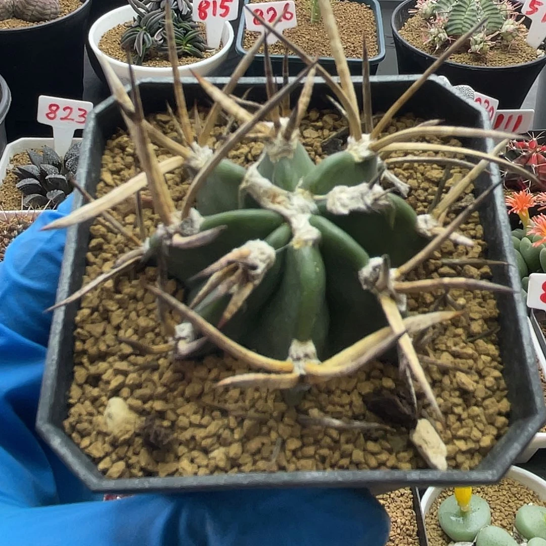 金刺水牛角大凤玉仙人球