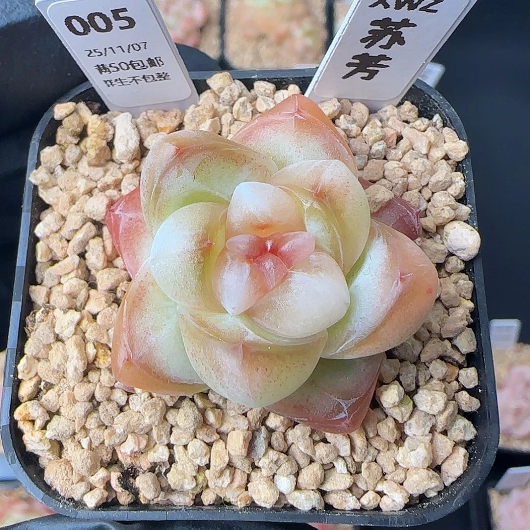 005  苏芳   5厘米盆