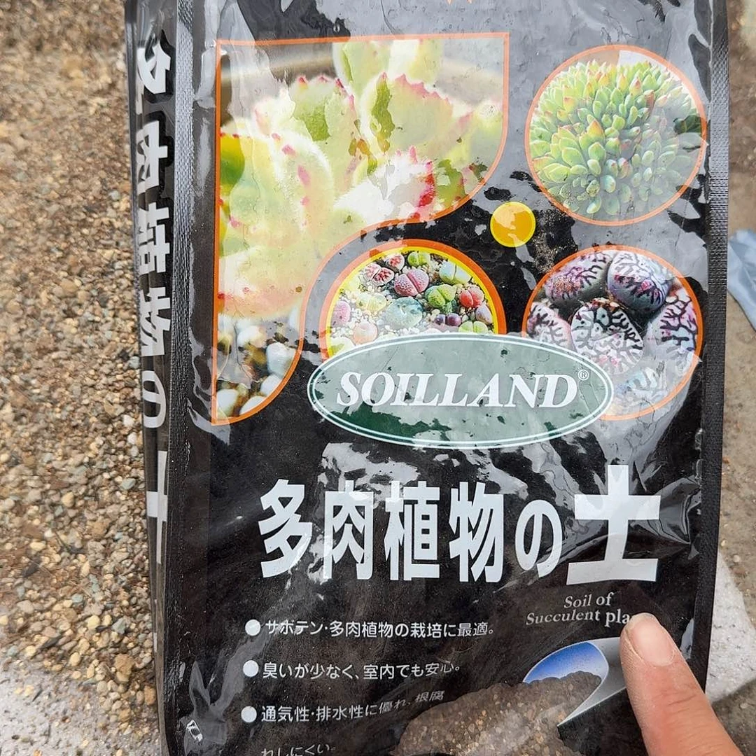 一包土多肉一上午精品