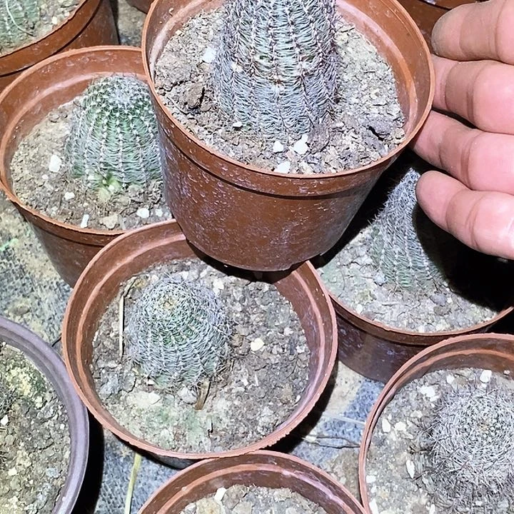 小赖之星 /脱土脱盆20包邮/