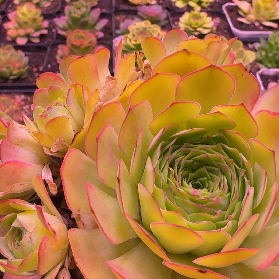 幻影群1212434353434353535353