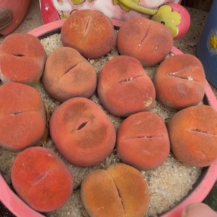 正版水蜜桃一颗   买2送1