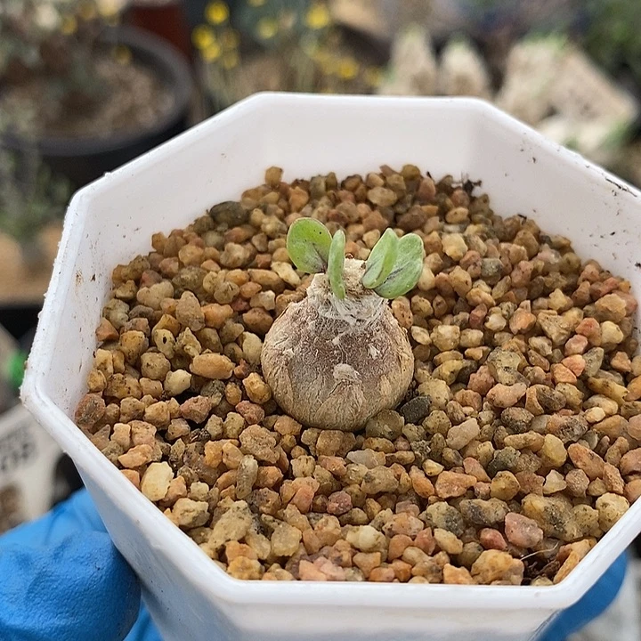 852恩特美厚敦菊一一一