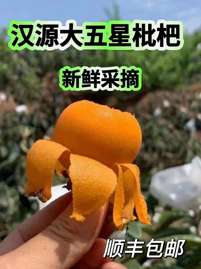 四川汉源大五星枇杷产地直发新鲜现摘香甜多汁老少皆宜